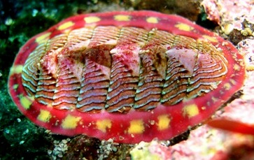  Lined chiton